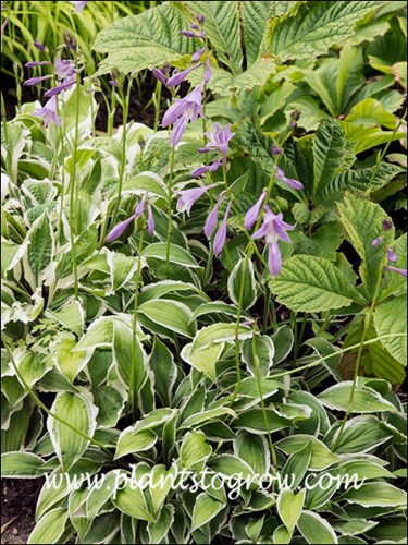 Hosta Ginkgo Craig
A smaller variegated Hosta that produces a plethora of flowers.